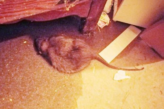 Giant Rat Under Bed