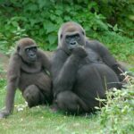 Bronx Zoo Gorillas Have Oral Sex in Front of Horrified Patrons